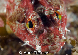 Long-spined scorpion fish.
Aughrusmore, Connemara.
60mm. by Mark Thomas 